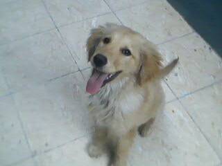Roque - Golden Retriever Mâle (4 mois)