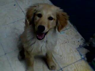 Roque - Golden Retriever Mâle (4 mois)