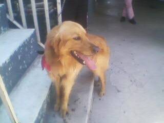 Roque - Golden Retriever Mâle (1 an)