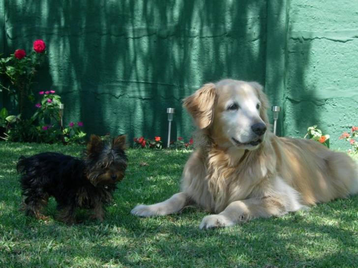 morena e indio - Golden Retriever (10 ans)