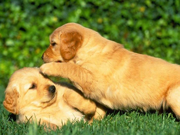 Lulu y Lola - Golden Retriever (6 mois)
