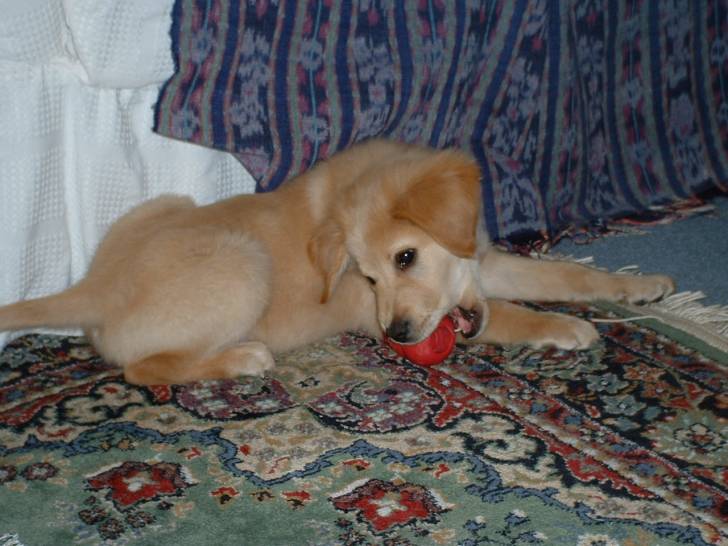 Merlin - Golden Retriever Mâle (3 mois)
