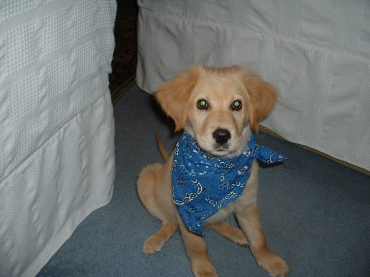 Merlin - Golden Retriever Mâle (3 mois)