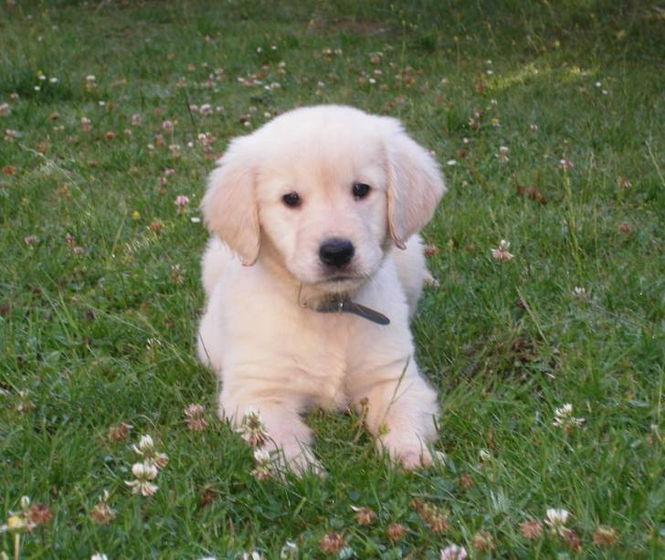 Mia - Golden Retriever (3 mois)