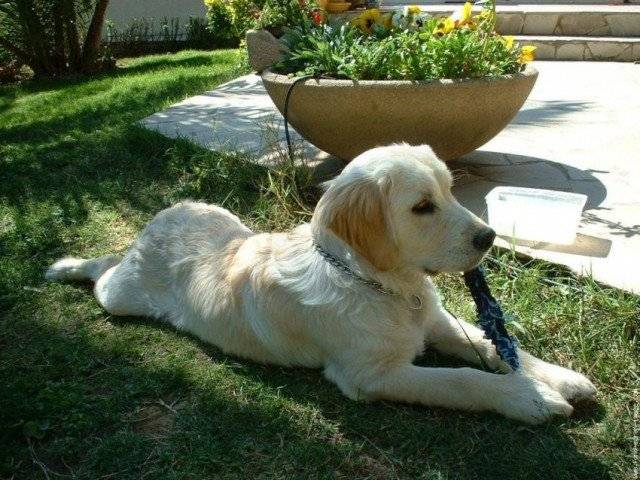 lilou - Golden Retriever (5 mois)