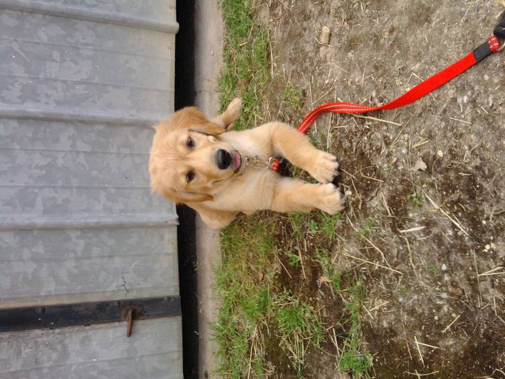 nelcone - Golden Retriever Mâle (4 mois)