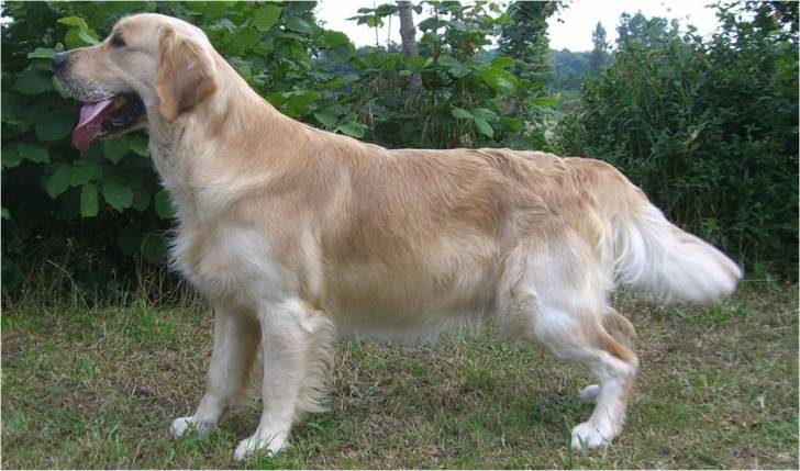 Nonos - Golden Retriever Mâle (3 ans)