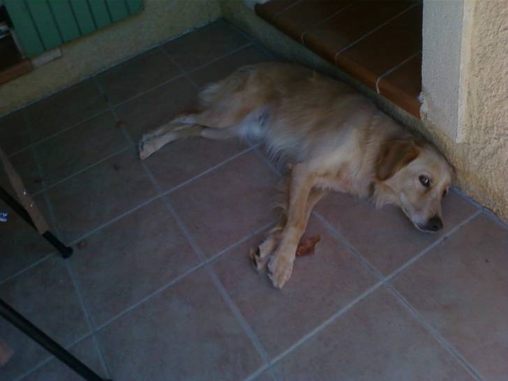 bambou - Golden Retriever Mâle (6 ans)