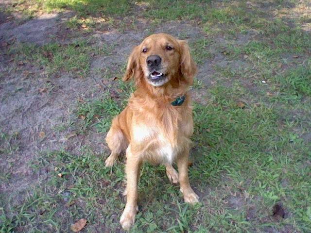 Kasey - Golden Retriever Mâle (6 ans)