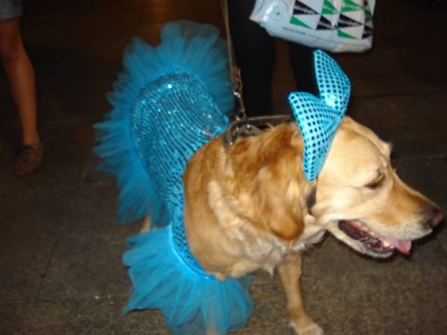 Clepa - Golden Retriever (7 ans)
