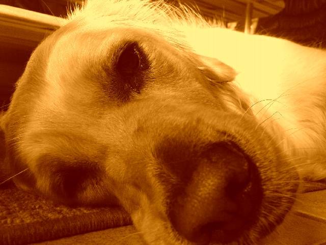 Barny - Golden Retriever Mâle