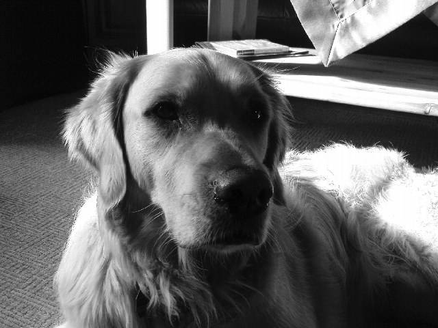 Barny - Golden Retriever Mâle