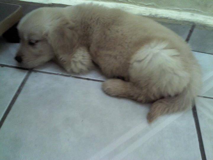 NALA - Golden Retriever (4 mois)