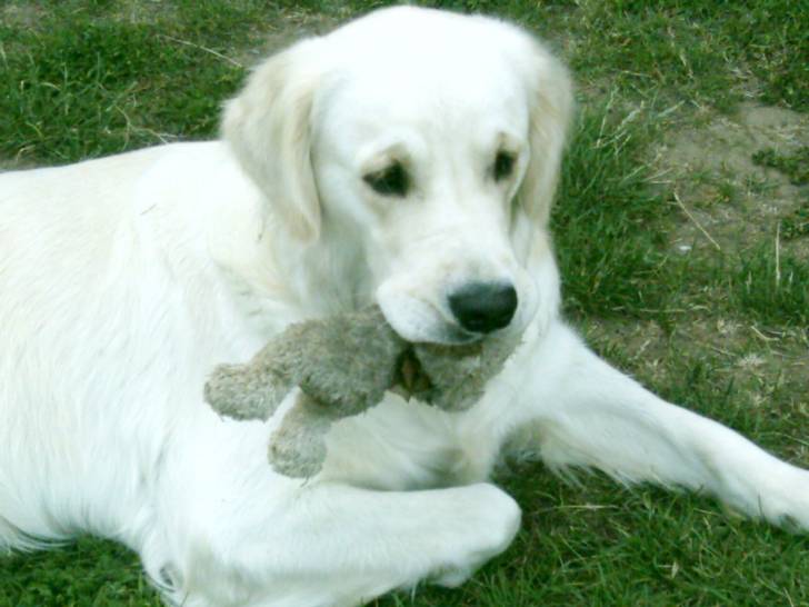 Dolly - Golden Retriever (3 ans)