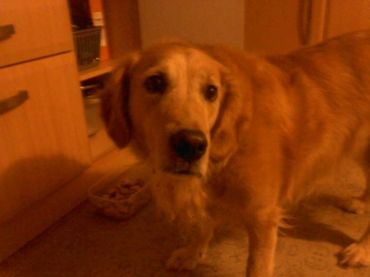 Ollie - Golden Retriever Mâle (9 ans)