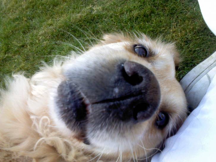 Ollie - Golden Retriever Mâle (9 ans)