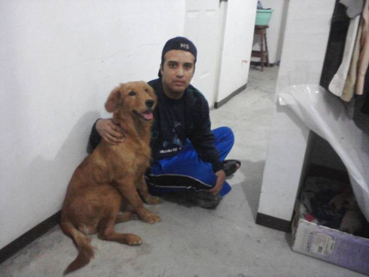 kamila - Golden Retriever (1 an)