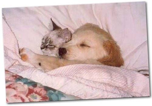 sleeping dog and cat - Golden Retriever
