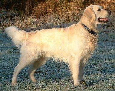 Luna - Golden Retriever (3 ans)
