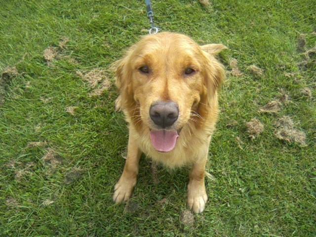 Bob - Golden Retriever Mâle (2 ans)