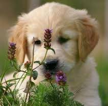 cien des fleurs - Golden Retriever