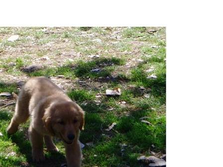 MANDDY - Golden Retriever (4 ans)