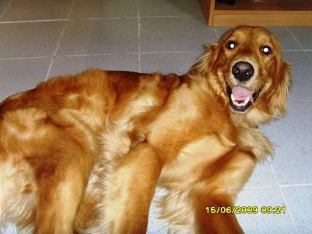 MANDDY - Golden Retriever (2 ans)