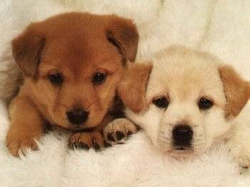 Roxy et Loona - Golden Retriever (3 mois)