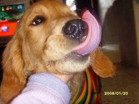 manddy - Golden Retriever (3 ans)