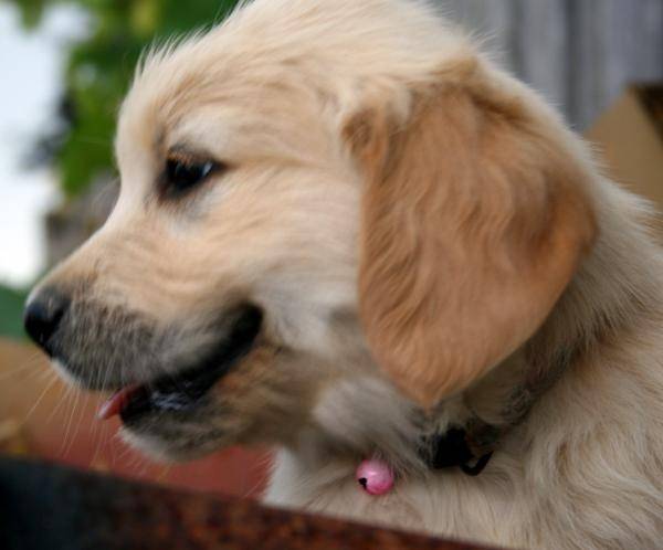 Ficelle - Golden Retriever (7 mois)