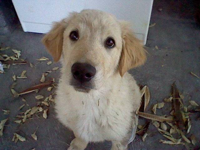 wiski - Golden Retriever Mâle (10 mois)