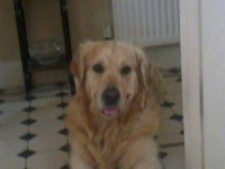 Ollie - Golden Retriever Mâle (5 ans)