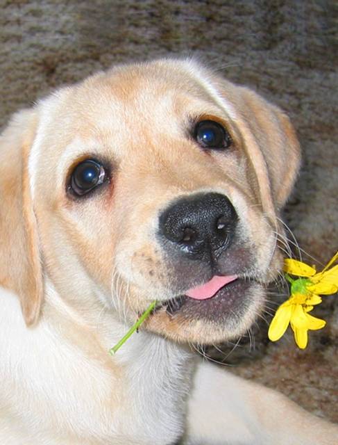 Orangina - Golden Retriever Mâle (7 mois)