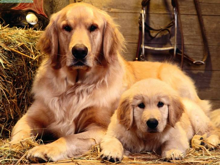 lolo - Golden Retriever Mâle (10 mois)