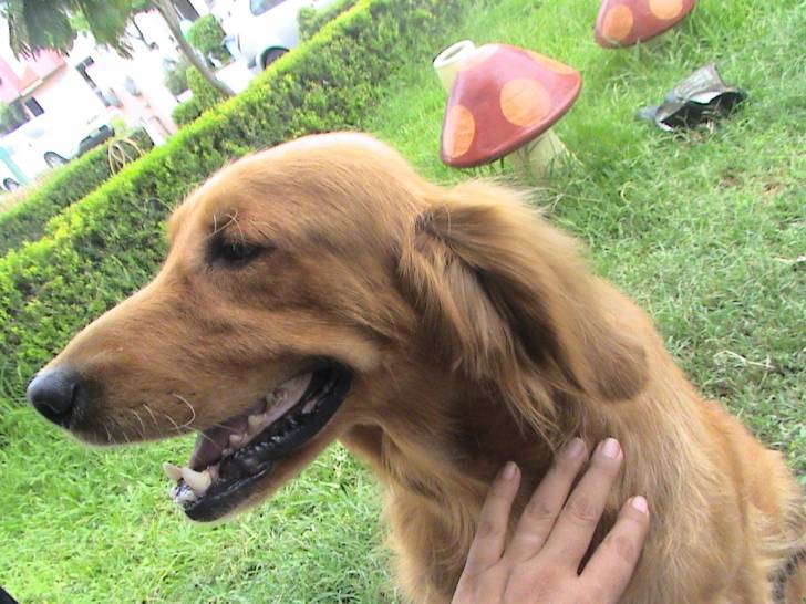 MANDDY - Golden Retriever (4 ans)