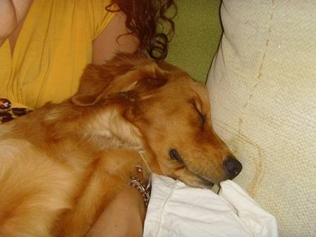 MANDDY - Golden Retriever (4 ans)