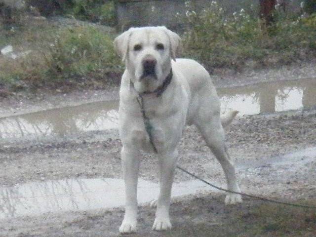 Vodka Mauny des greniers de Cornouailles - Golden Retriever (5 ans)