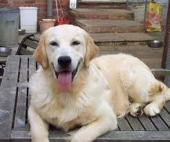Mi perro Tim - Golden Retriever Mâle (2 ans)