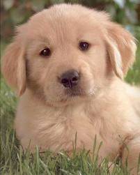 Raya - Golden Retriever (10 ans)