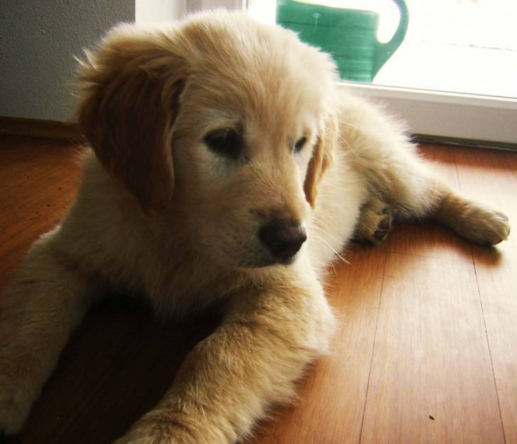 vici - Golden Retriever (8 mois)