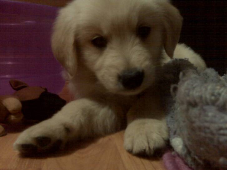 BRUNO - Golden Retriever Mâle (3 mois)