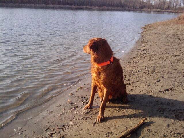 Titan - Golden Retriever Mâle (3 ans)