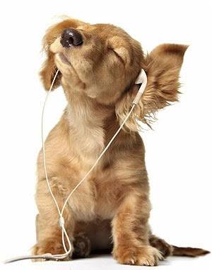 Headphones - Golden Retriever