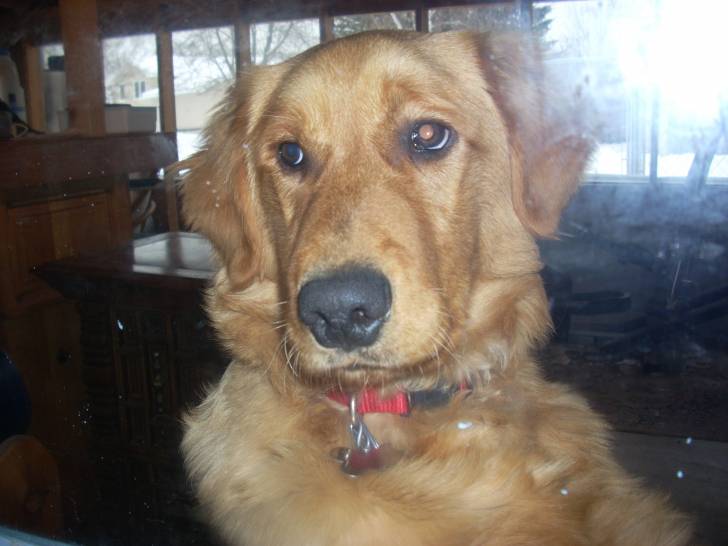 Bud - Golden Retriever Mâle (2 ans)