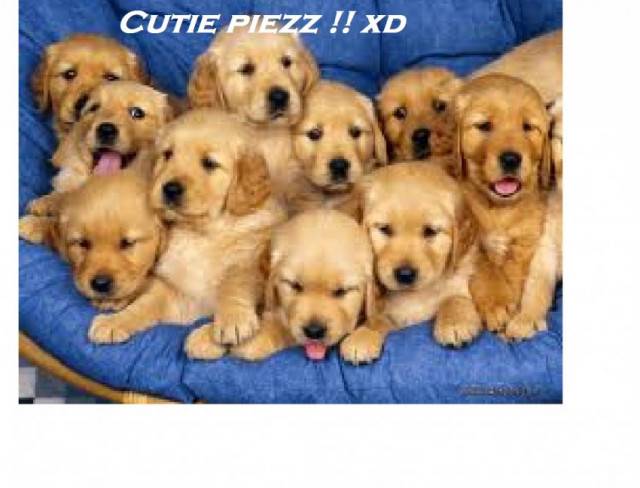 Milo and his siblings - Golden Retriever (6 mois)