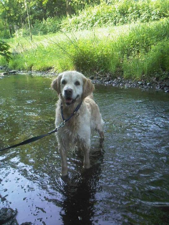 Lady - Golden Retriever (8 ans)