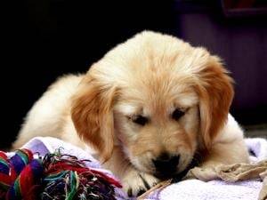 Sierra - Golden Retriever (6 mois)