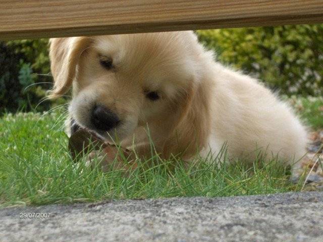 Capsule - Golden Retriever (2 ans)