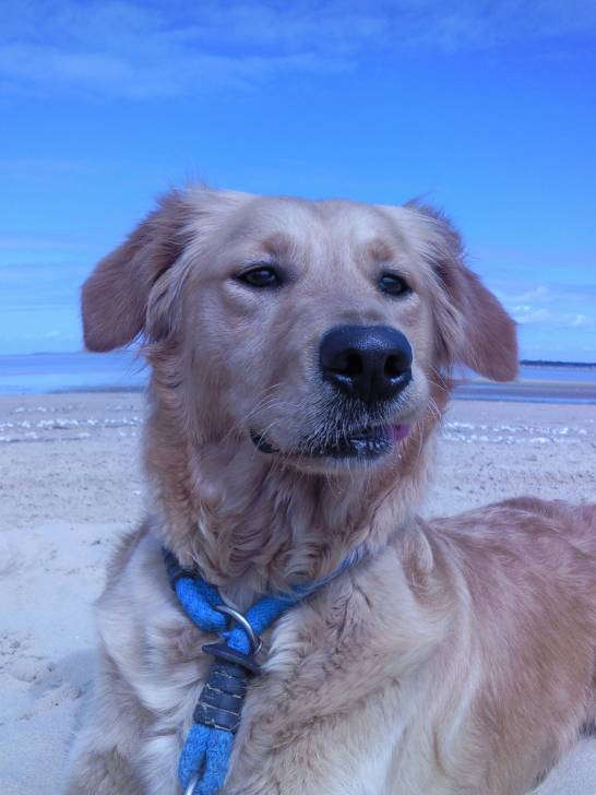Duna - Golden Retriever (4 ans)