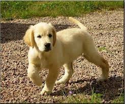 Bidag - Golden Retriever Mâle (4 mois)